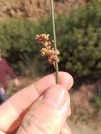 Image of Juncus australis J. D. Hook.