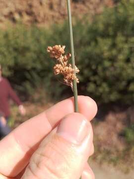 Image of Juncus australis J. D. Hook.