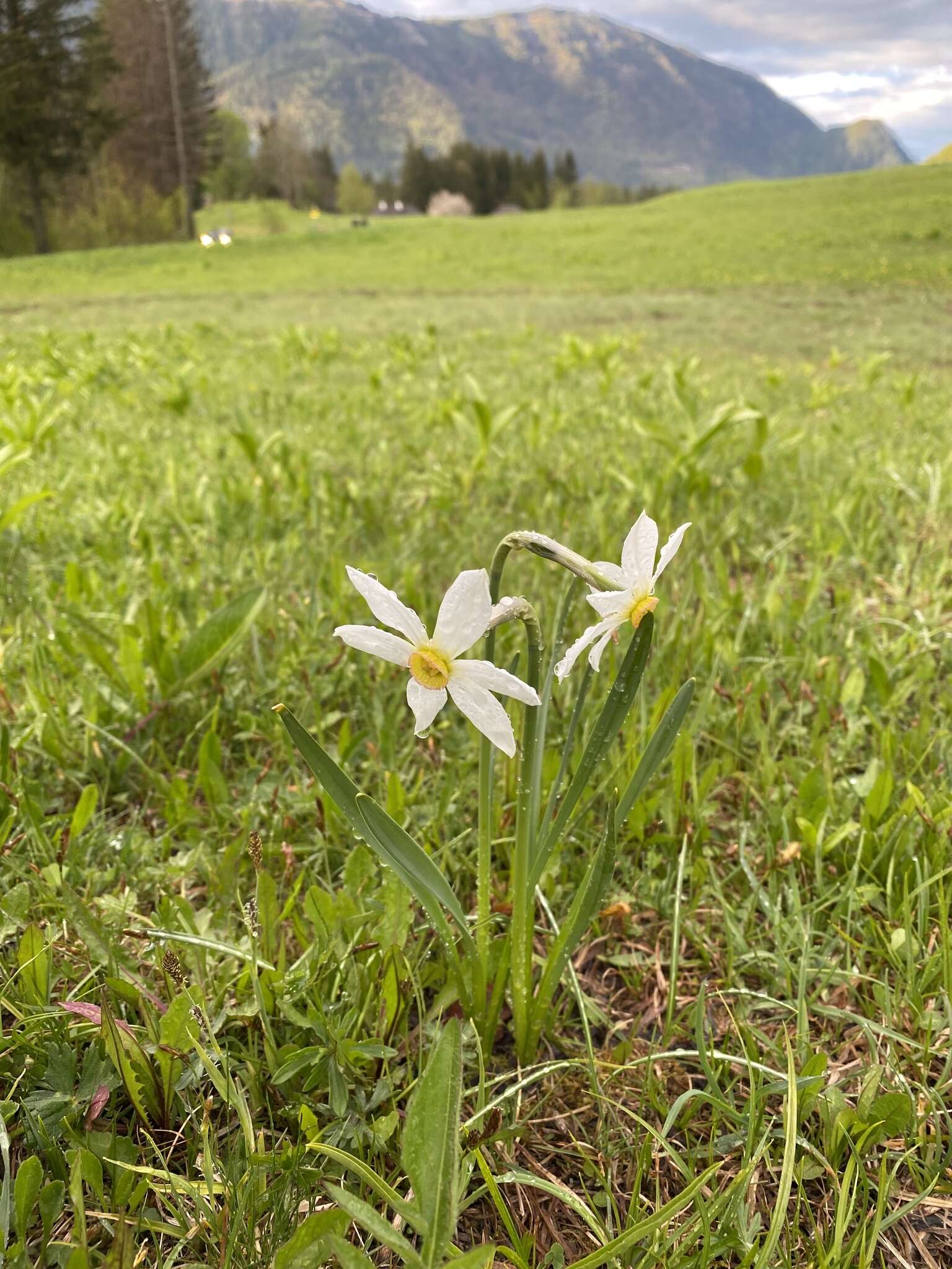 Слика од Narcissus poeticus subsp. radiiflorus (Salisb.) Baker