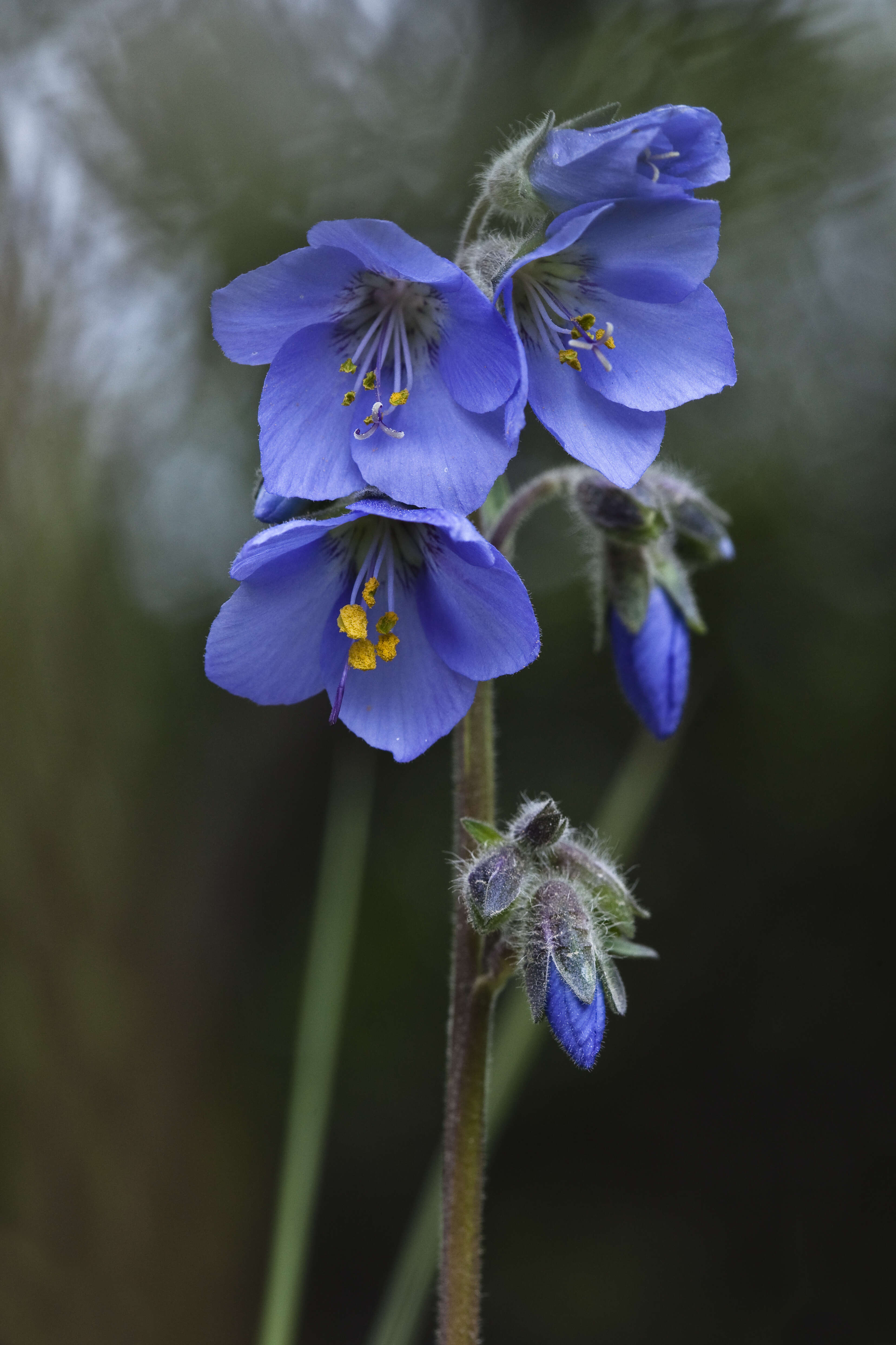 Image of tall Jacob's-ladder