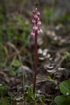 Image of common wintergreen