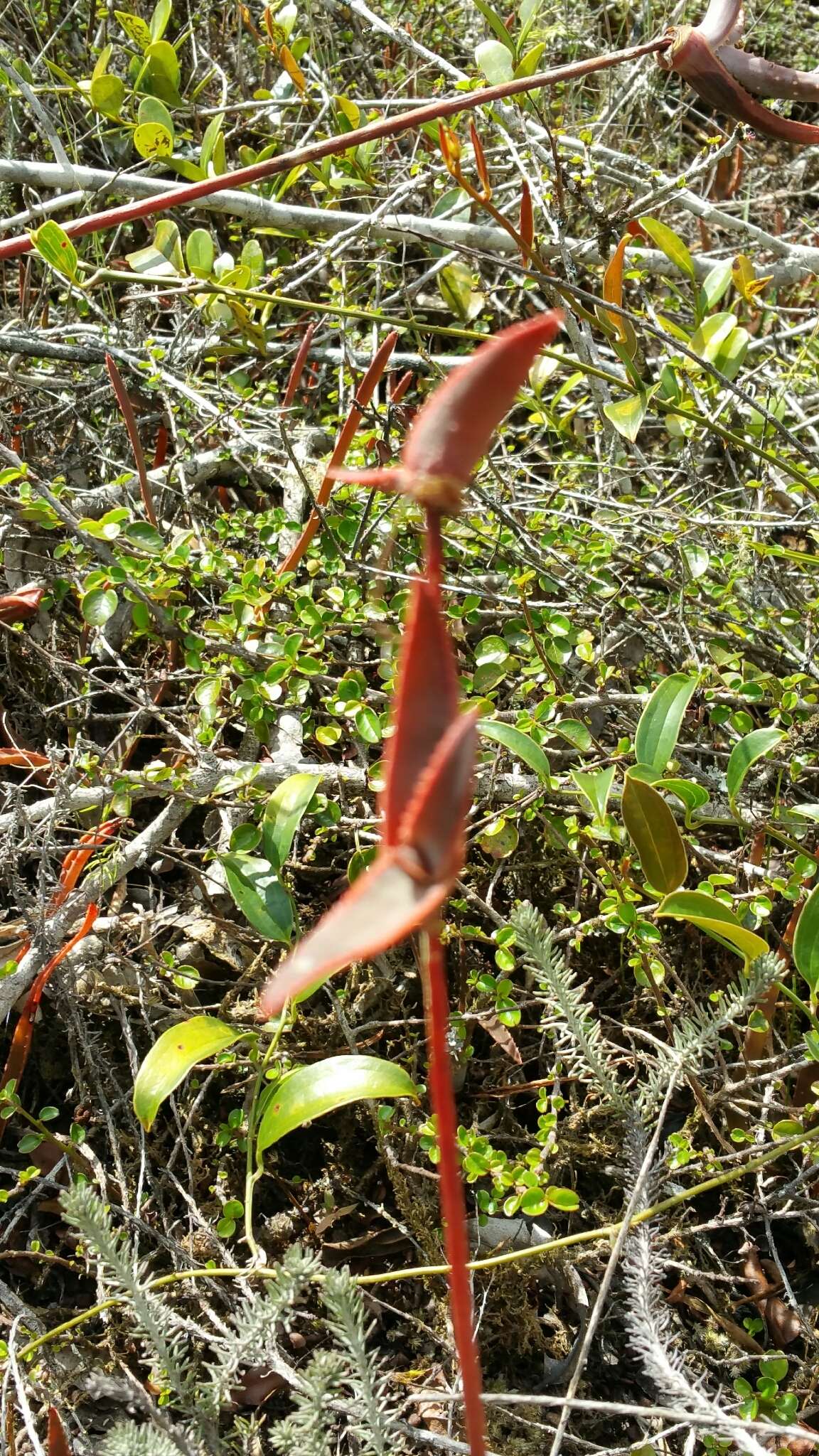 Image of Aloe leandrii Bosser