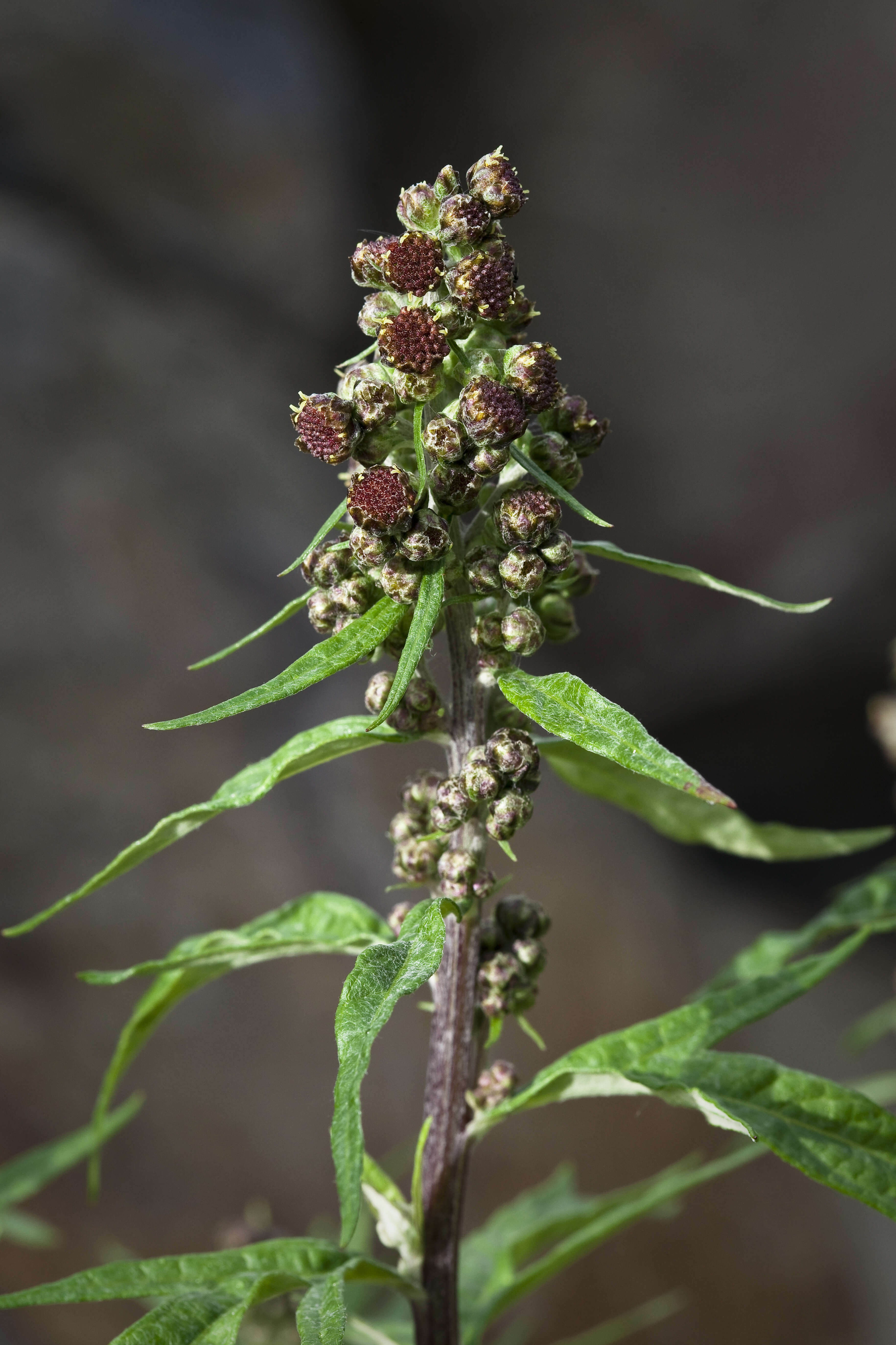 Artemisia tilesii Ledeb. resmi