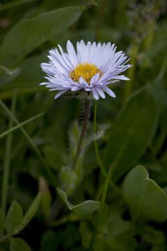 Image of largeflower fleabane