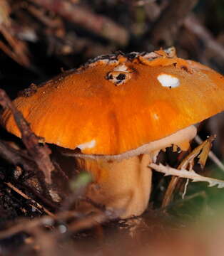 Image of Amanita armeniaca A. E. Wood 1997