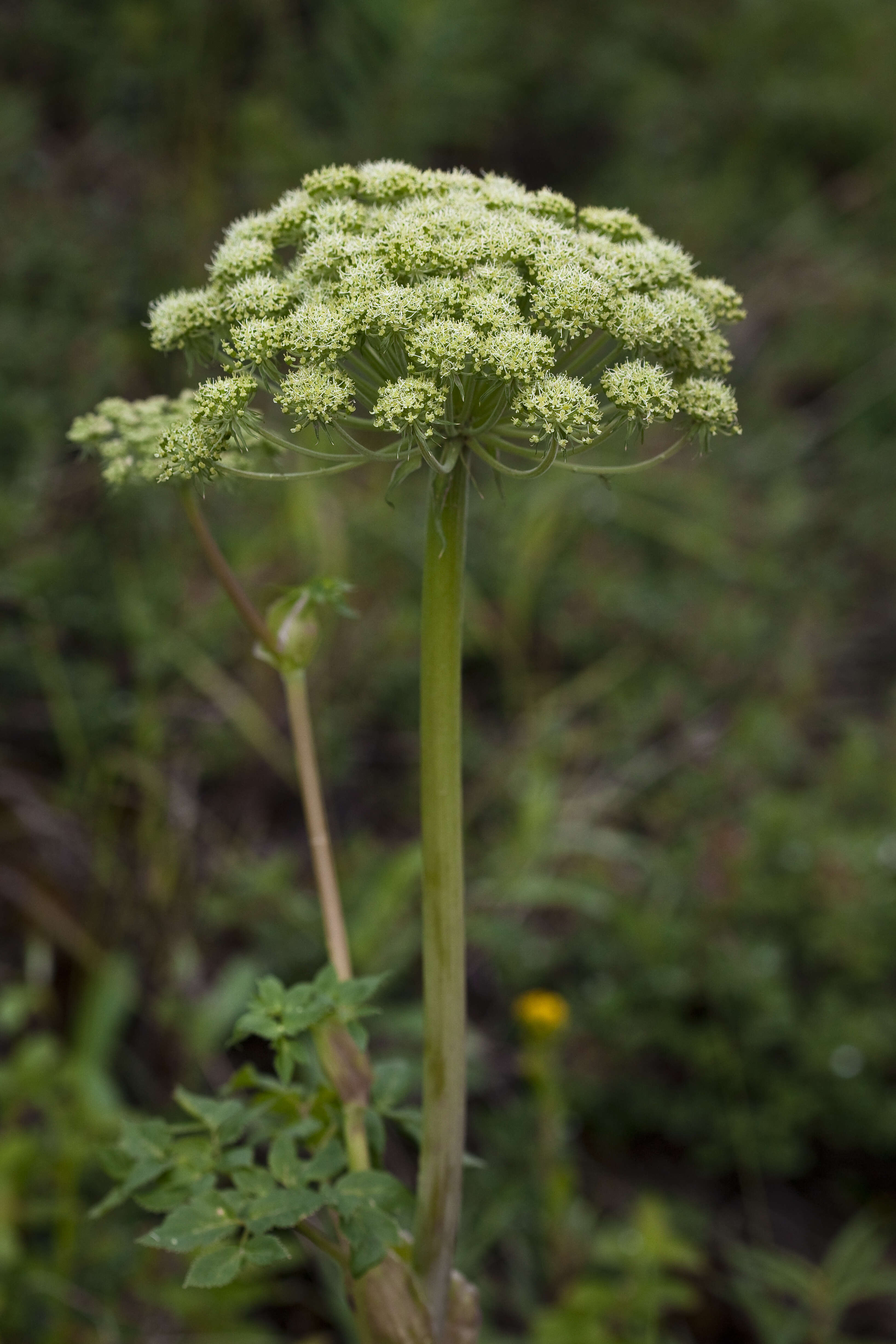 Image of seacoast angelica