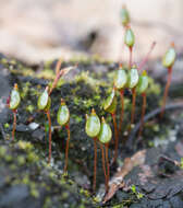 Image of buxbaumia moss