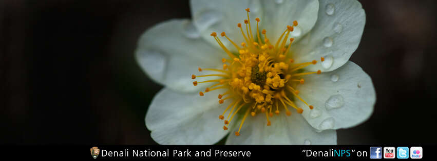 Imagem de Dryas octopetala L.