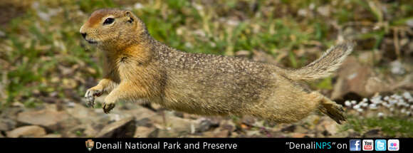 Image of Arctic ground squirrel