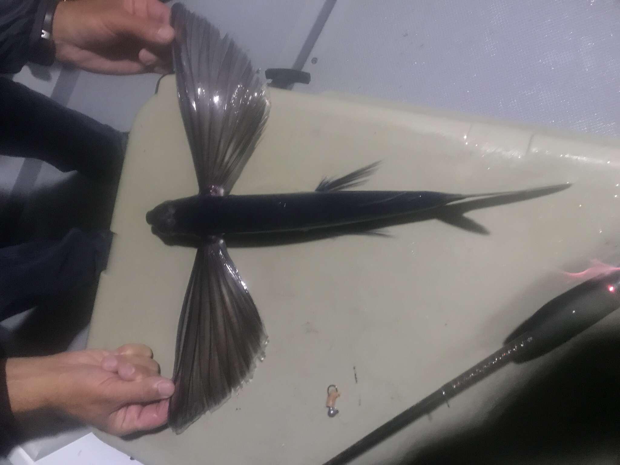 Image of Bennett's Flyingfish