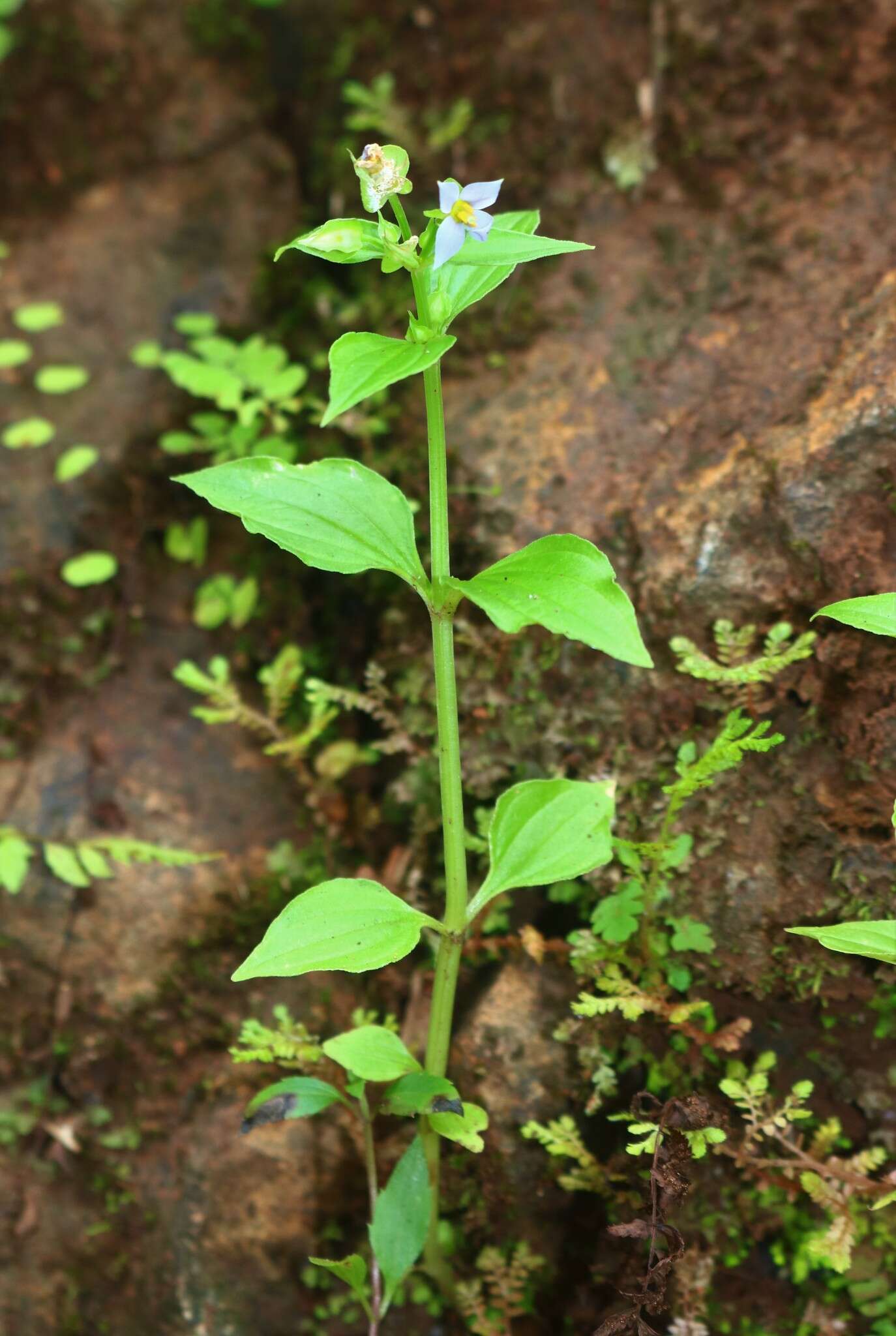 Image of Exacum petiolare Griseb.