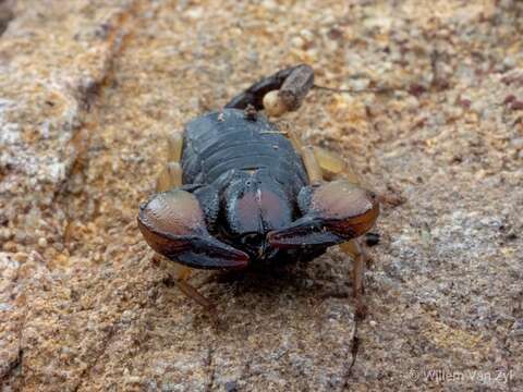 Image of Burrowing Scorpion