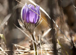 Pulsatilla patens (L.) Mill. resmi