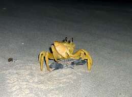 Image of Golden ghost crab