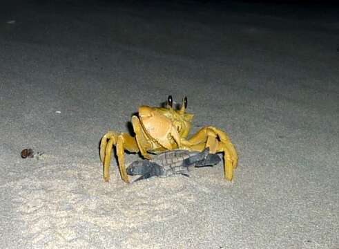 Image of Golden ghost crab