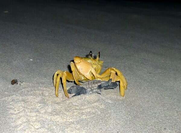 Image of Golden ghost crab