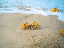 Image of Golden ghost crab