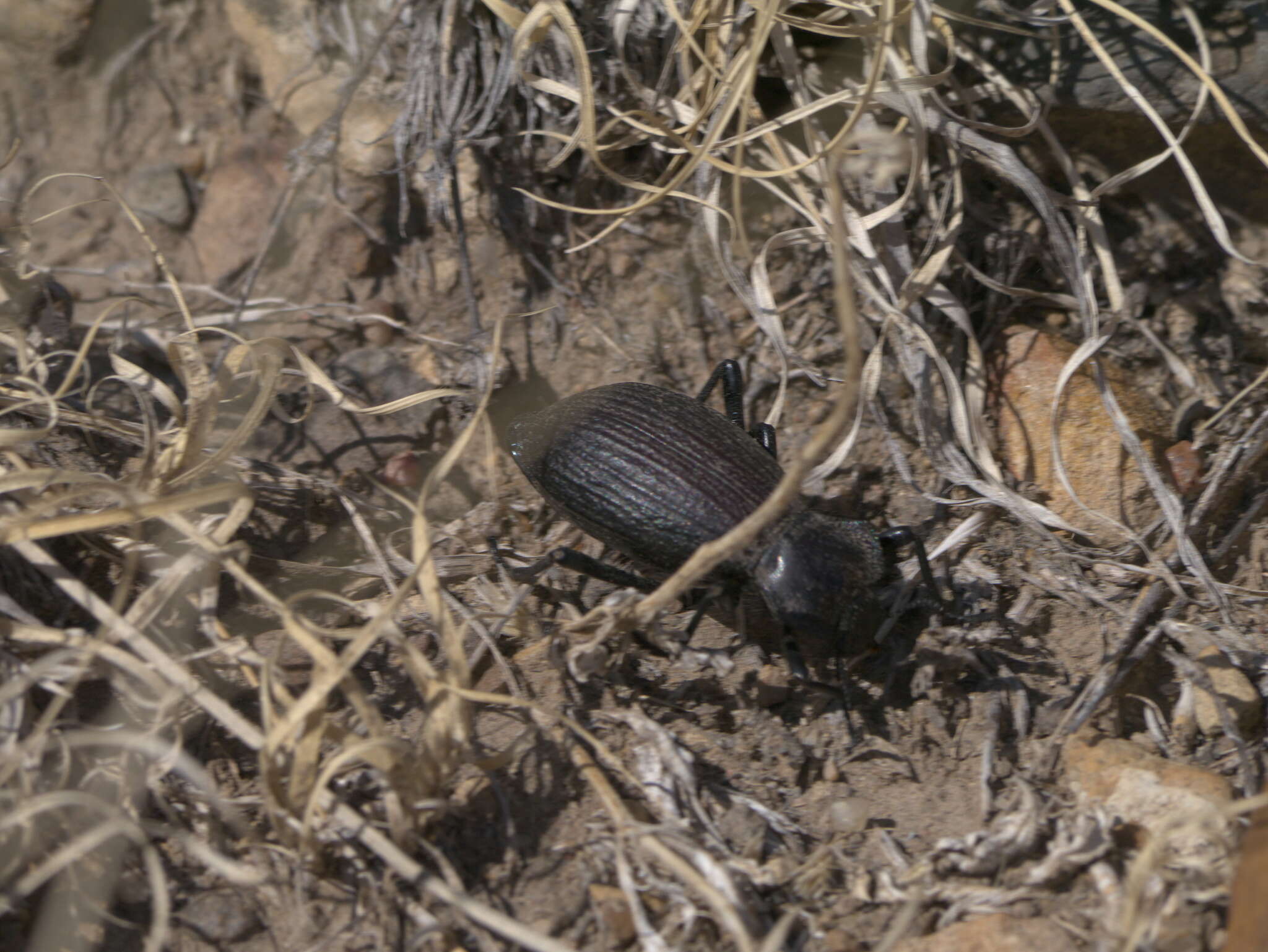 Image of Philolithus (Gonasida) elatus compar (Casey 1912)