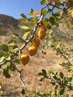 Image of Parry's jujube