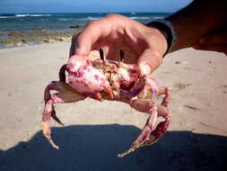 Image of Golden ghost crab