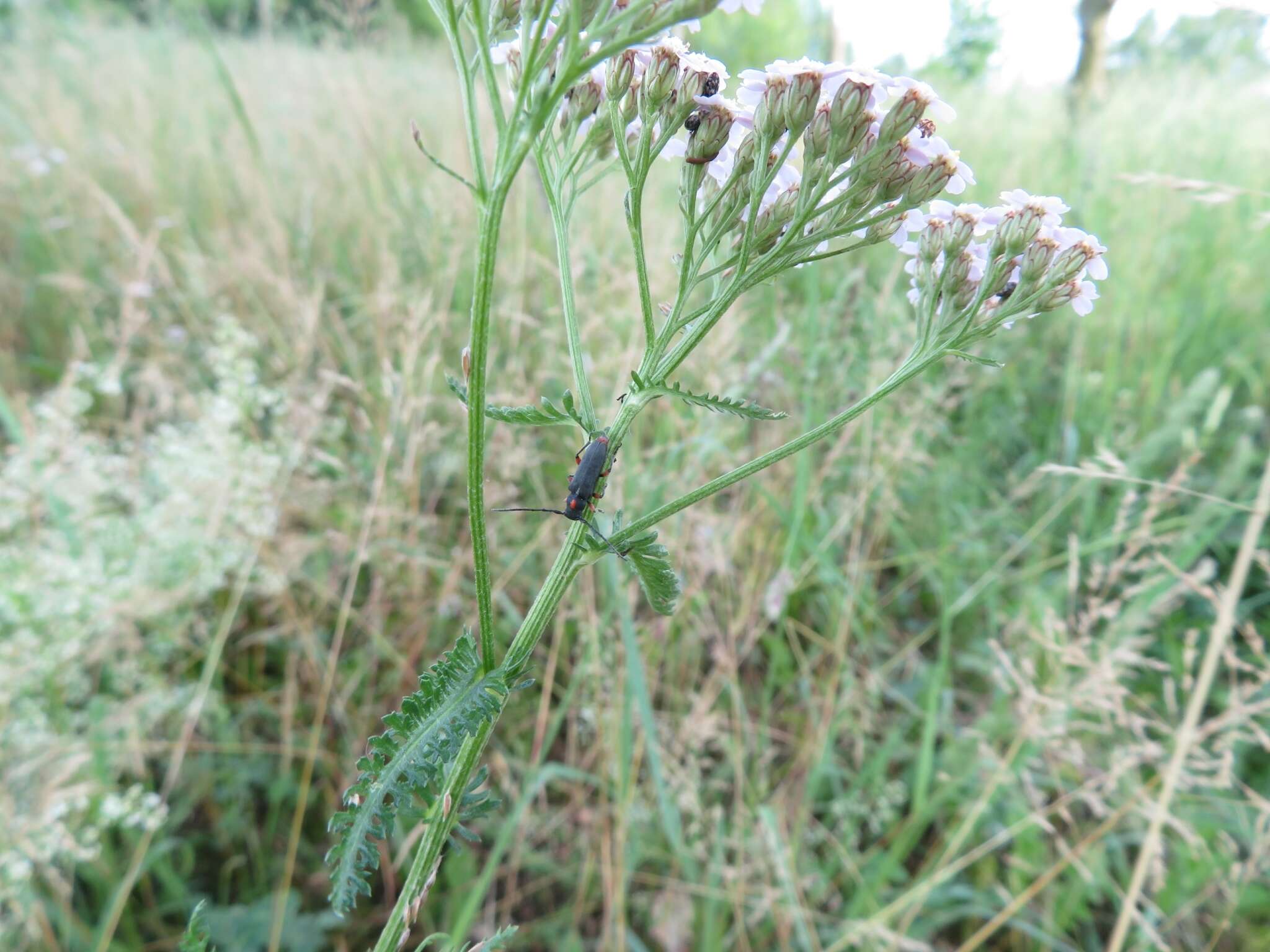 Слика од Phytoecia pustulata (Schrank 1776)