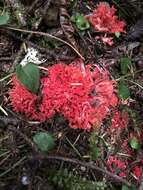 Ramaria araiospora Marr & D. E. Stuntz 1974的圖片