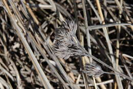 Imagem de Lespedeza capitata Michx.