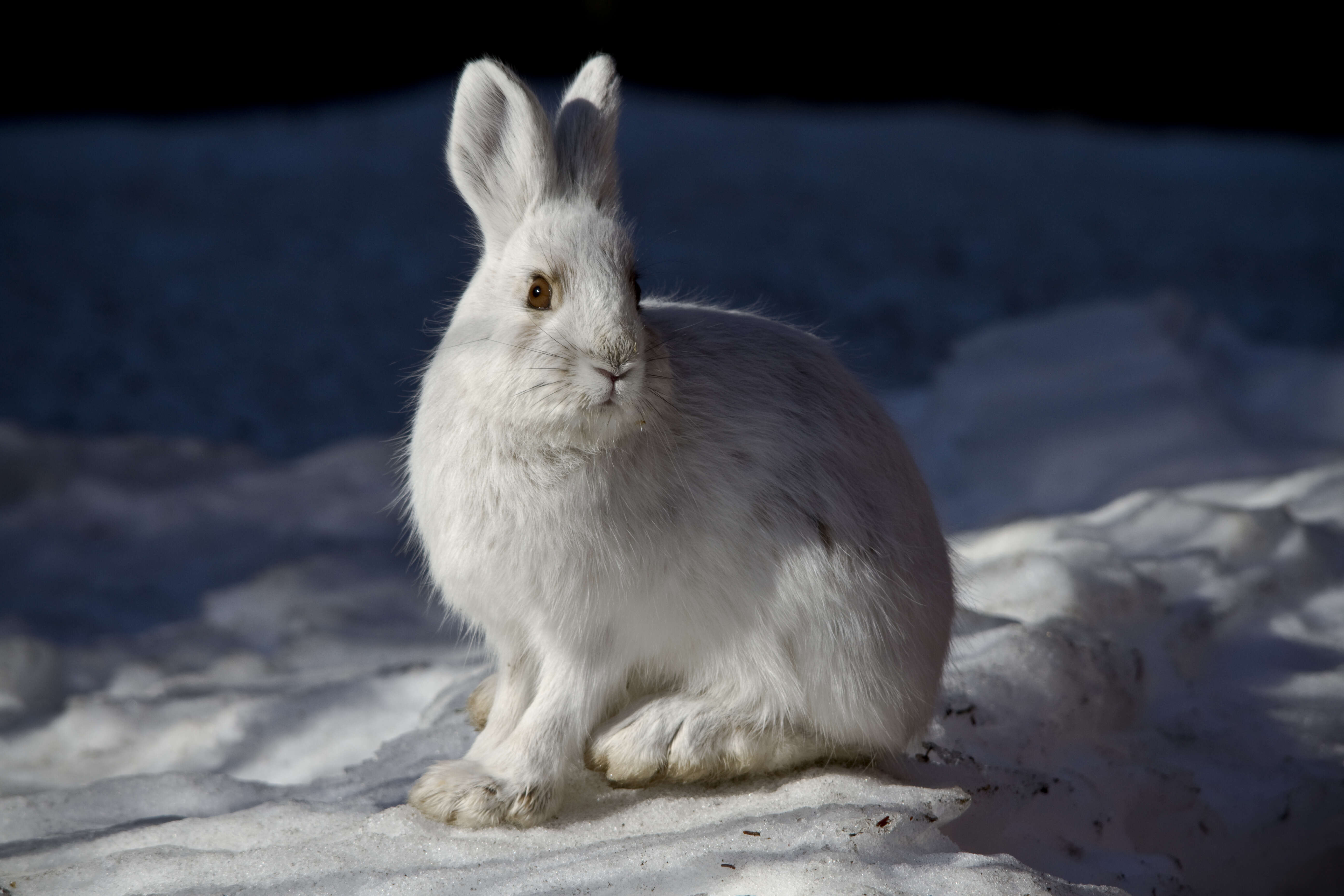 Image of snowshoe hare