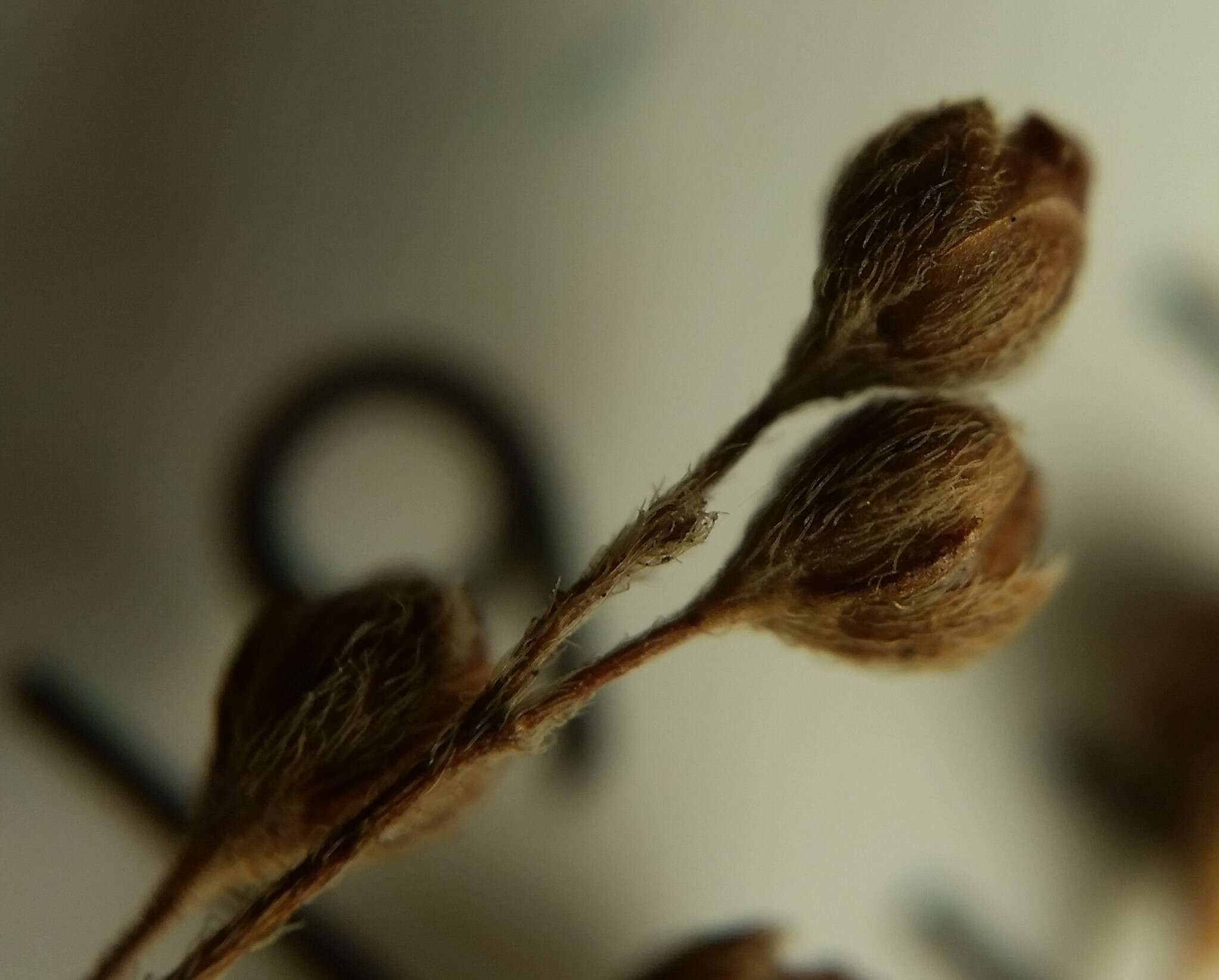 Image of Leggett's pinweed