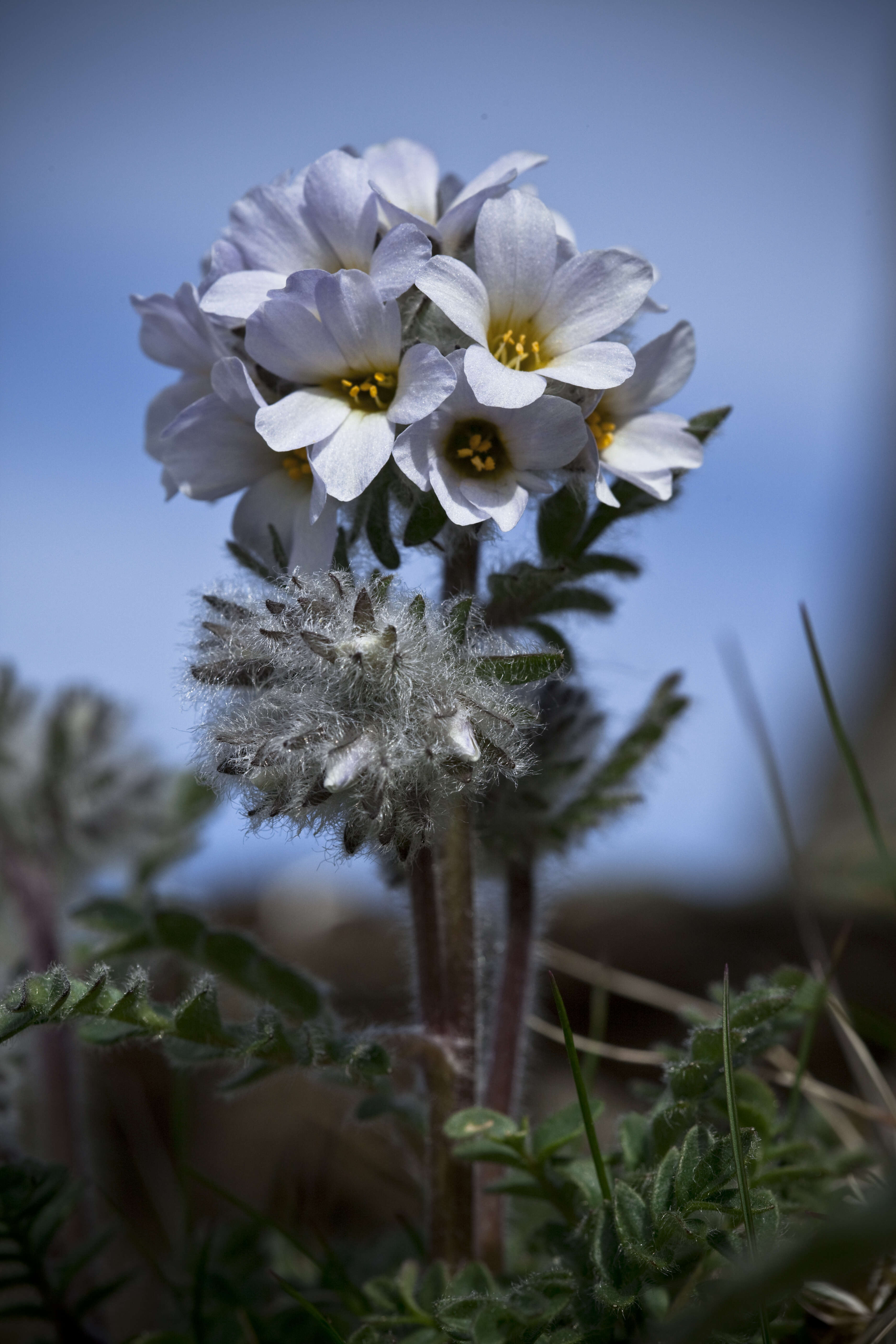 Image of northern Jacob's-ladder