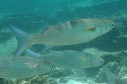 Image of Blue tail mullet