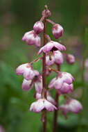 Image de Pyrola asarifolia Michx.