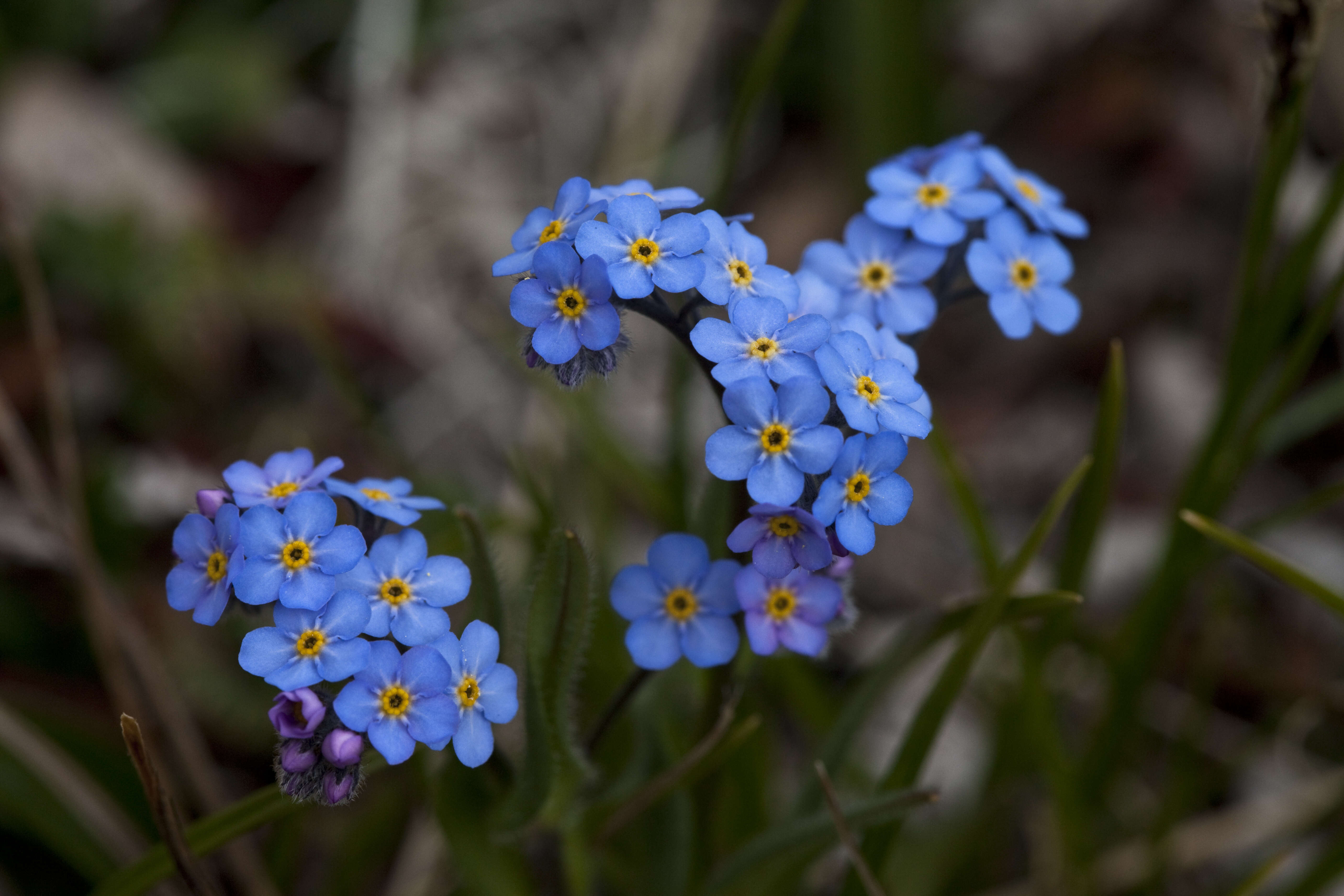 Image of Alpine forget-me-not