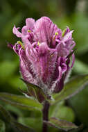 Image of elegant Indian paintbrush