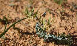 Imagem de Ornithoglossum gracile B. Nord.