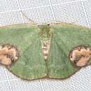 Image of Idiochroa celidota Turner 1922