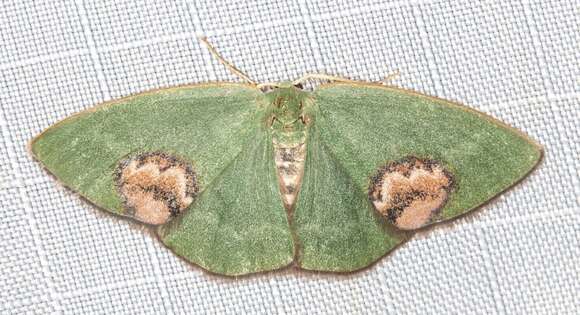 Image of Idiochroa celidota Turner 1922