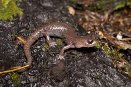 Image of Sacramento Mountain Salamander