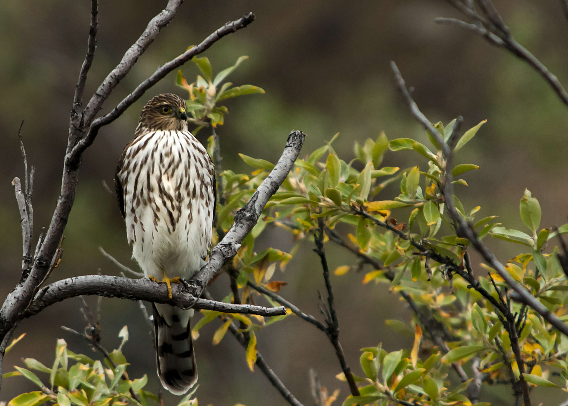 Image of Sharp-shinned Hawk