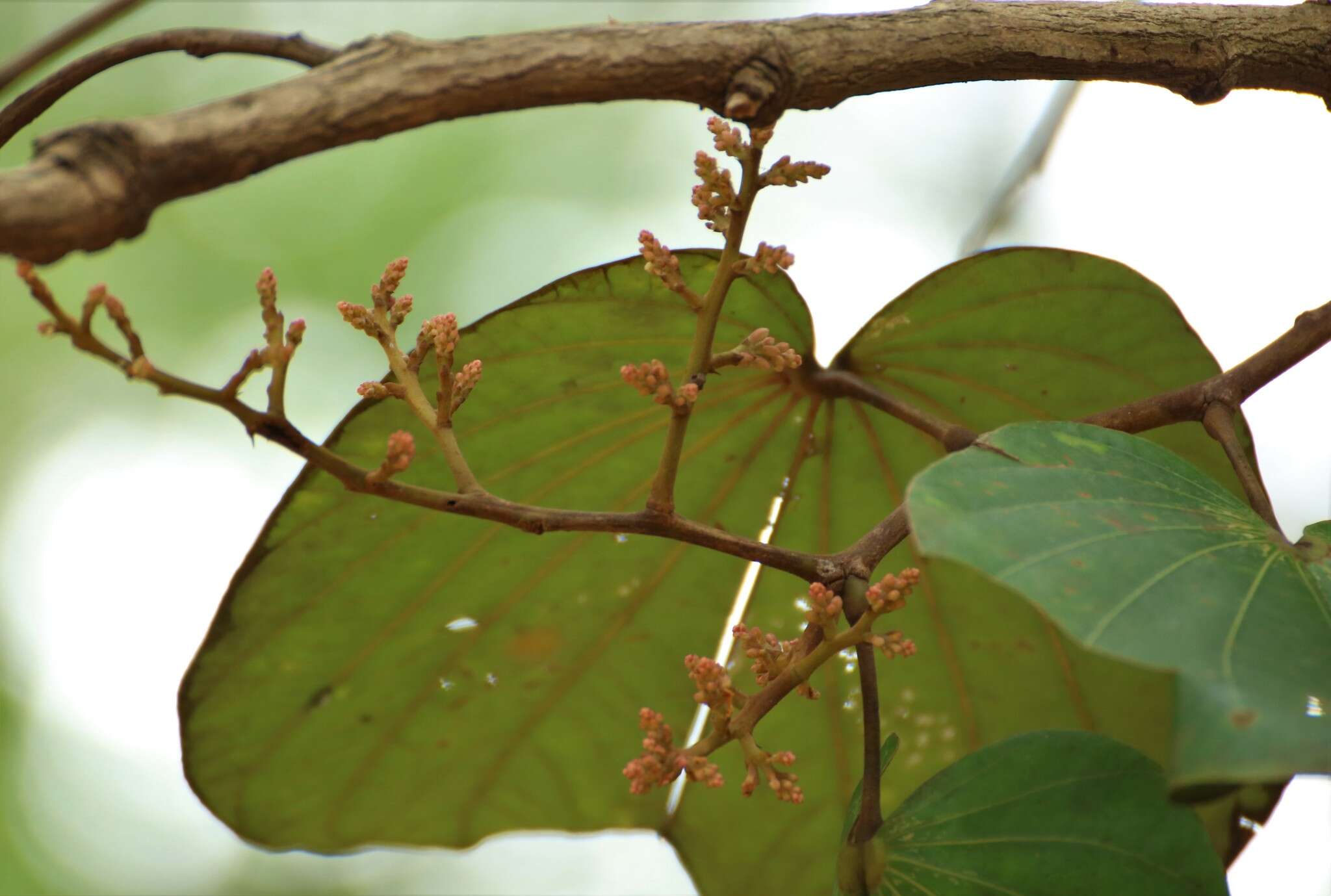 Image of Bauhinia foveolata Dalzell