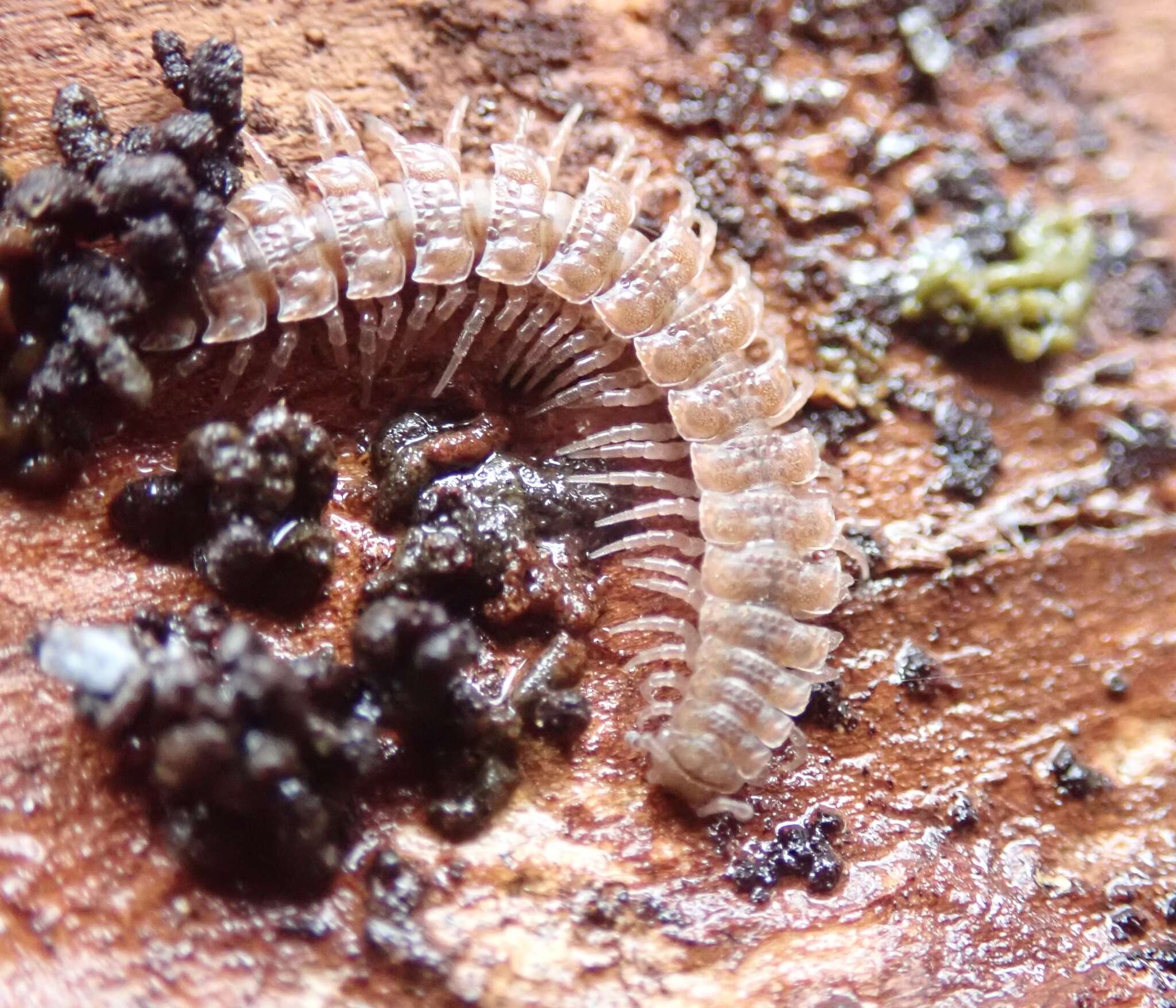 Image of Flat-backed millipede