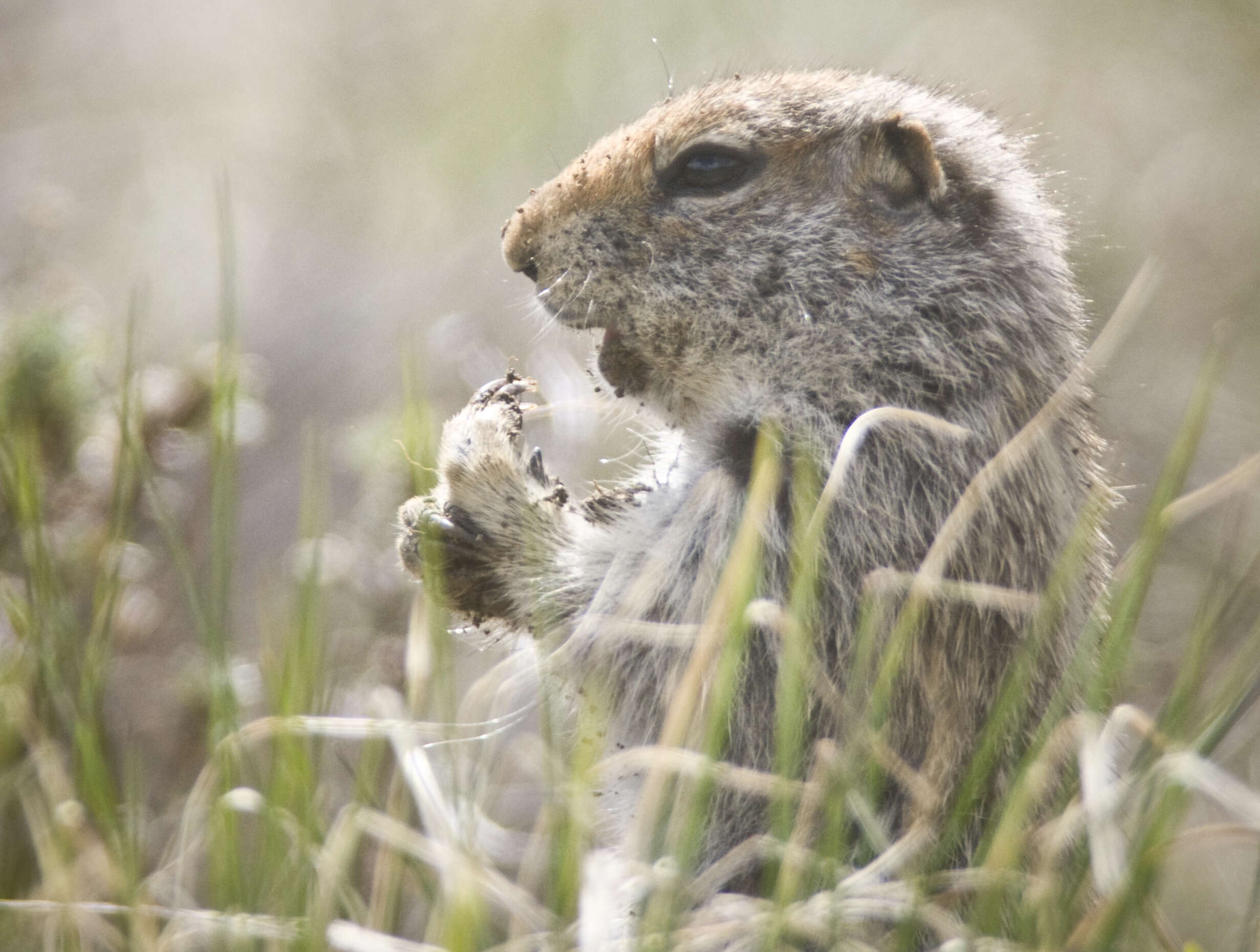 Image of Arctic ground squirrel