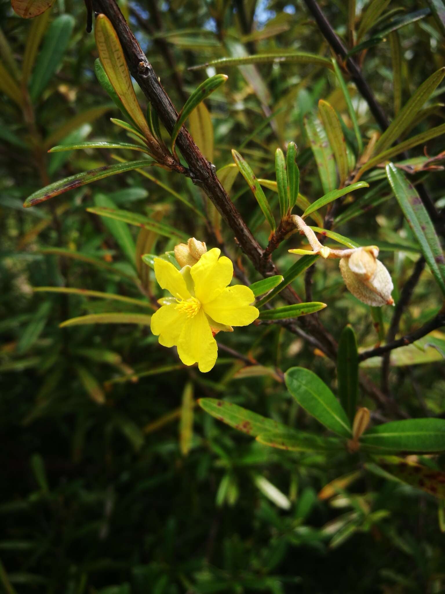 Image of Hibbertia coriacea Baill.