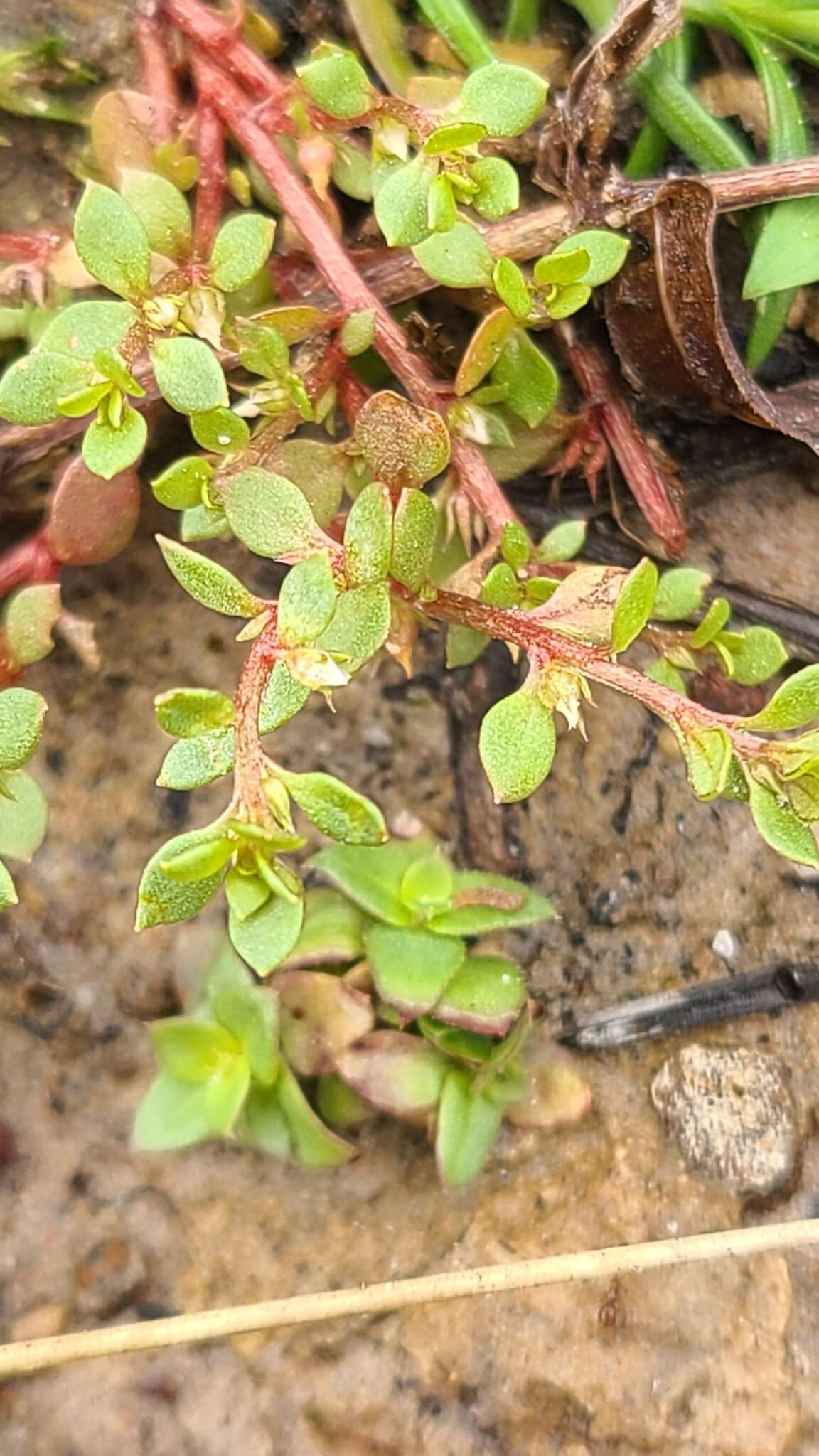 Image of Chaffweed