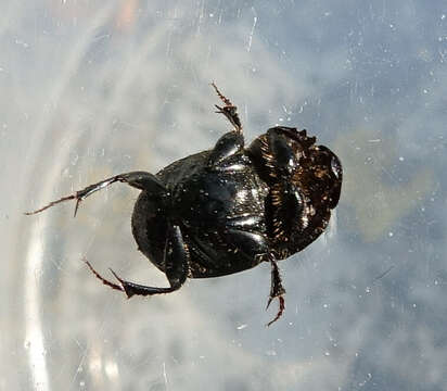 Image of Bull Headed Dung Beetle