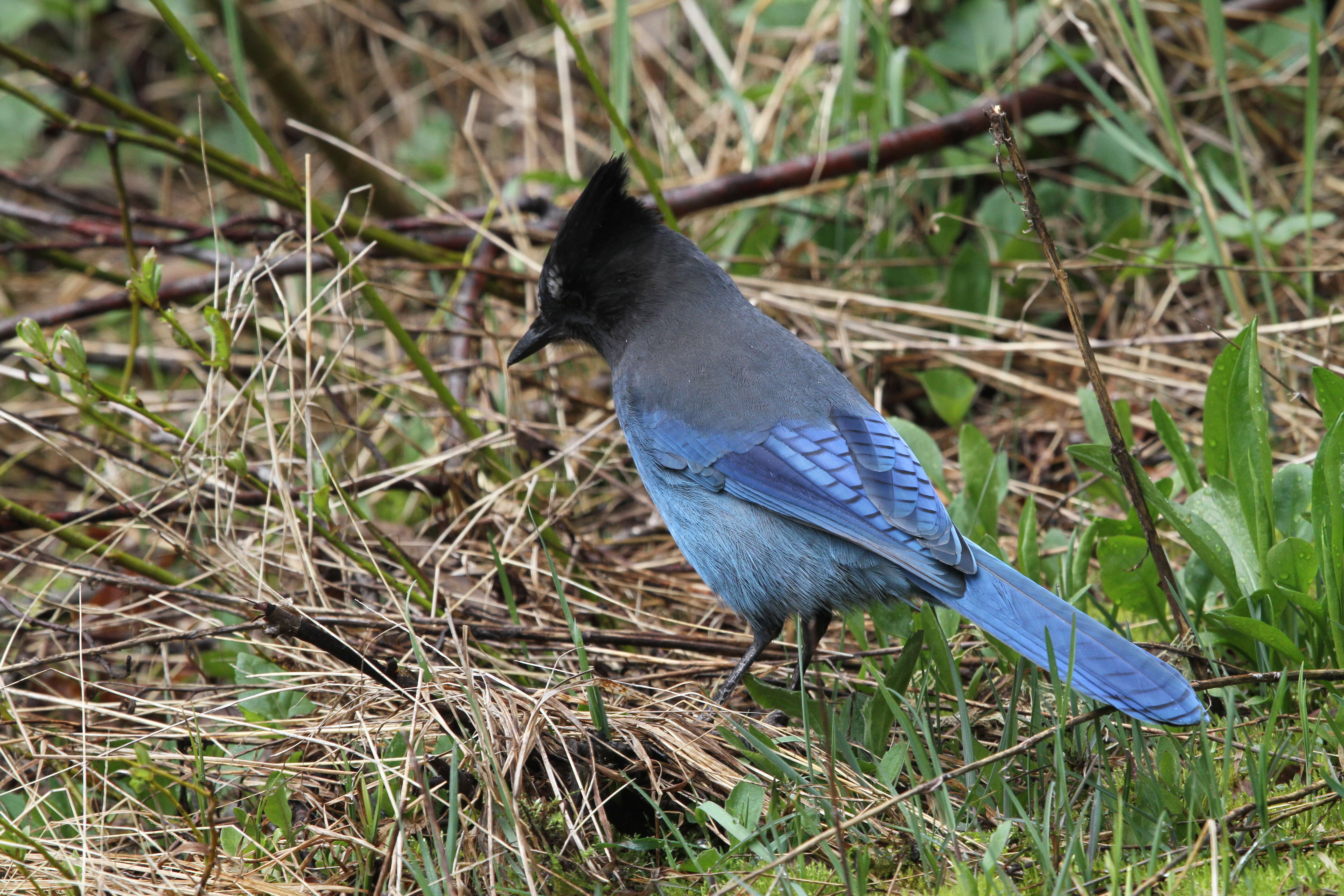 Image of Steller's Jay