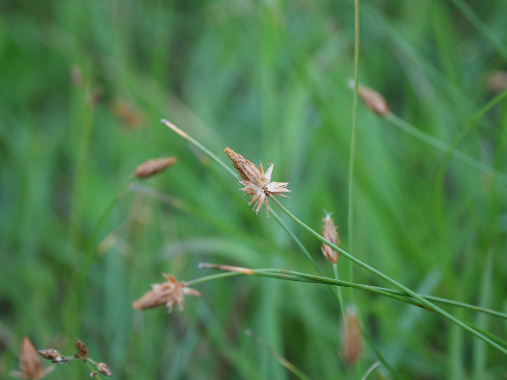 Image of Fimbristylis tristachya var. subbispicata (Nees) T. Koyama