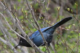 Image of Steller's Jay