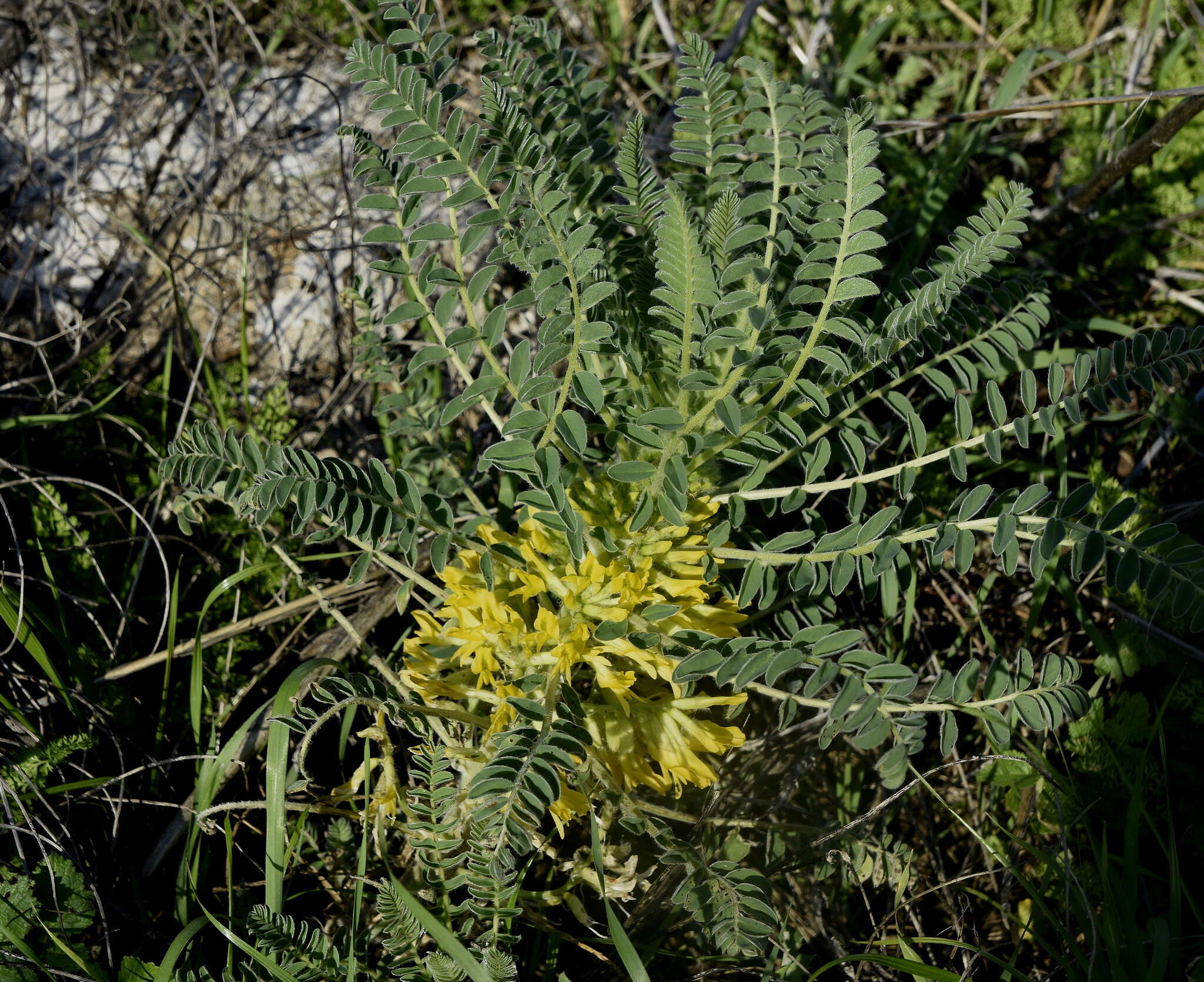 صورة Astragalus macrocarpus DC.