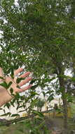 Image of Achatocarpus praecox Griseb.